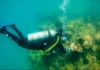 Κοράλλια 800.000 ευρώ σε σκάφος στη Σκόπελο – Πώς η ΑΑΔΕ ξετύλιξε το νήμα